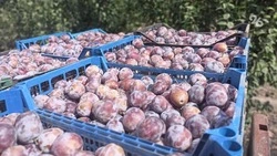 В Грачёвском округе в 2023 году реализуют инвестиционный проект в отрасли АПК