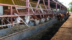 Почти 30 сельхозпредприятий Ставрополья получили господдержку на развитие молочного производства