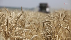 Аграрии Грачёвского округа приступили к уборке зерновых раньше срока