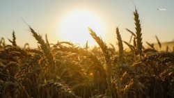 Ставропольские аграрии уже выполнили план по жатве на 11 процентов
