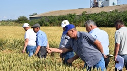 В Грачёвском округе оценили состояние зерновых культур перед жатвой