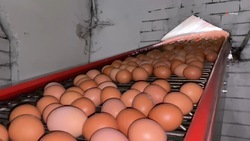 Грачёвская птицефабрика налаживает производство после вспышки птичьего гриппа