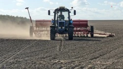Сев сахарной свёклы выполнили на Ставрополье на 30,7%
