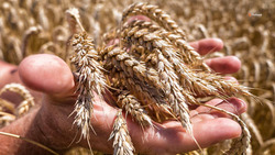На Ставрополье увеличат площади для производства семян озимой пшеницы