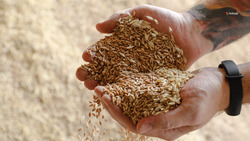 Ставрополье планирует выйти на новые рынки сбыта зерна