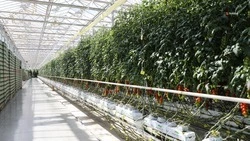 Более 60 тыс. тонн тепличных овощей вырастили на Ставрополье с начала года