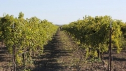В Ставропольском крае начались работы по уходу за виноградниками