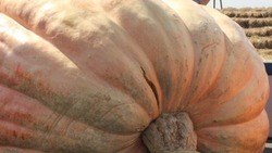Фермер из Грачёвского округа вырастили почти 600-килограммовую тыкву