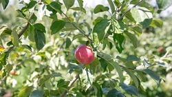 В ставропольских садах собрали свыше 320 тонн яблок ранних сортов