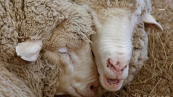 В российской выставке примут участие восемь ставропольских пород племенных овец и коз