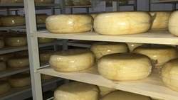Полицейские изъяли 50 тонн контрафактного сыра у ставропольского предприятия